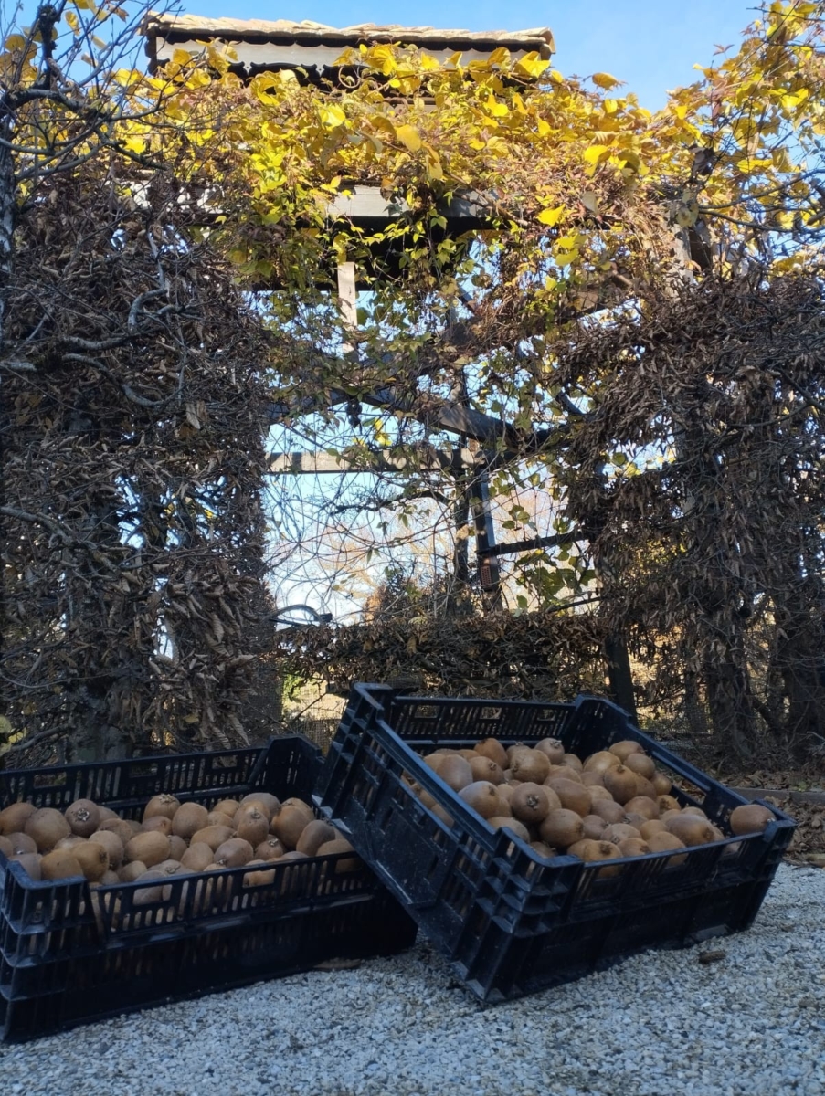 Récolte de kiwis au Jardin des Cinq Sens en hiver