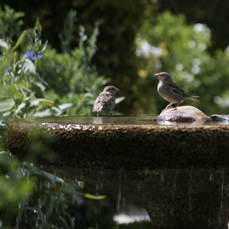 Bain et chant d'oiseaux au Jardin des Cinq Sens - Yvoire