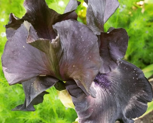 Iris à fleur noire dans le Jardin des Cinq Sens d'Yvoire