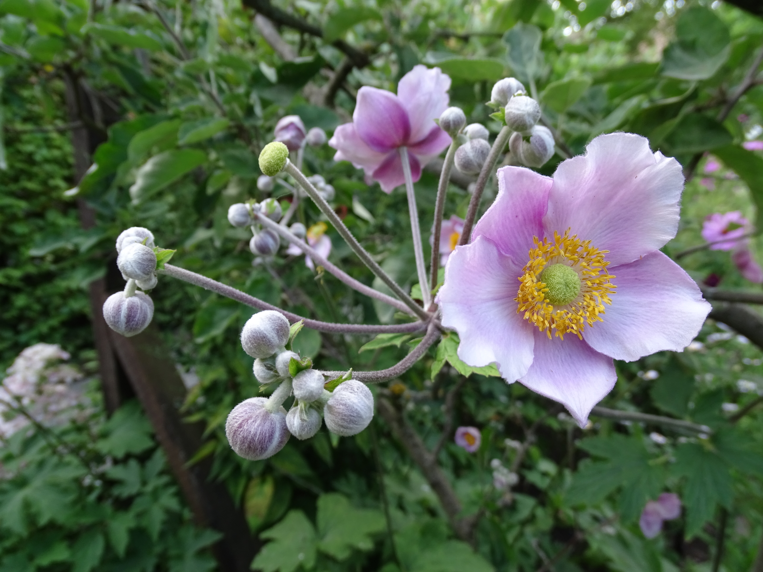 La plante du mois: l'anémone du Japon - Le Jardin des Cinq Sens - Yvoire