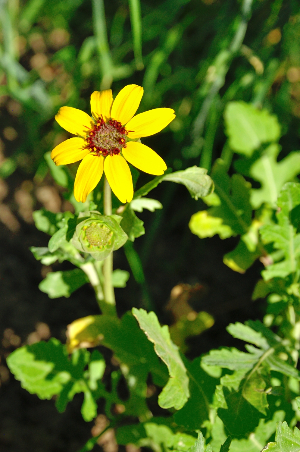 La plante du mois la Berlandiera Lyrata 'Chocolate daisy' Le Jardin