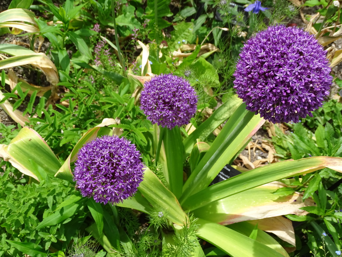 La Plante Du Mois L Ail D Ornement Le Jardin Des Cinq Sens Yvoire