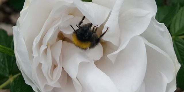 Une abeille butine une rosedu Jardin des Cinq Sens à Yvoire