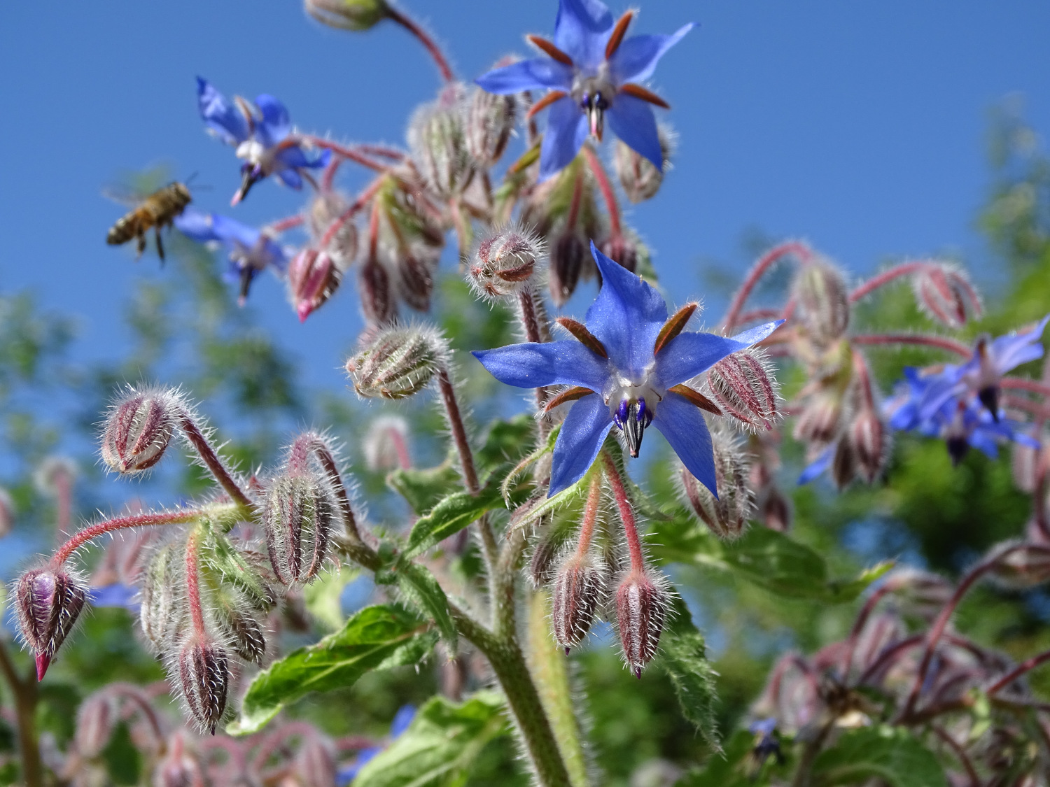 Plante médicinale : la bourrache, petite fleur bleue qui rend heureux