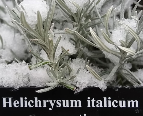 Helichrysum dans le Jardin des Cinq Sens - Yvoire