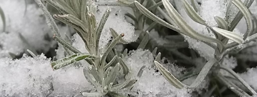 Helichrysum dans le Jardin des Cinq Sens - Yvoire