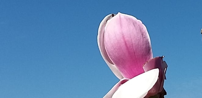 C'est le printemps pour le magnolia ! Le Jardin des Cinq Sens - Yvoire