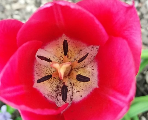 Tulipe dans le Jardin des Cinq Sens - Yvoire