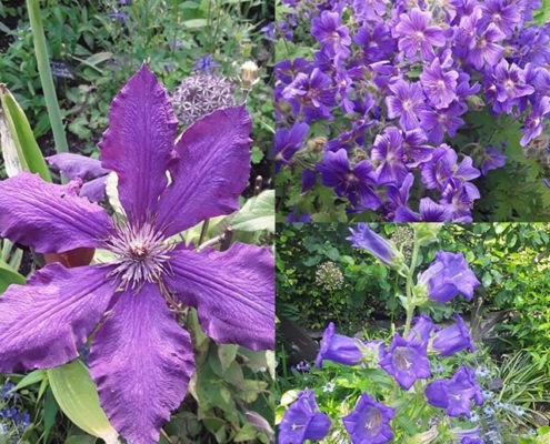 Camaïeu de violets dans le Jardin des Cinq Sens - Yvoire