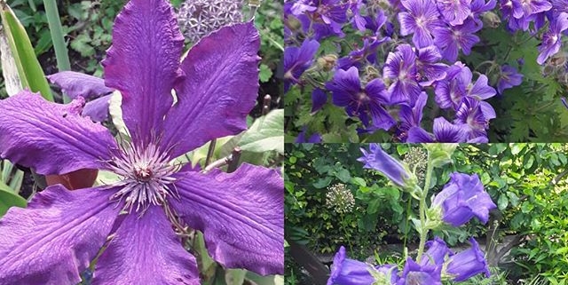 Camaïeu de violets dans le Jardin des Cinq Sens - Yvoire