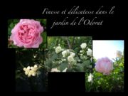 Fleurs de juin dans le Jardin des Cinq Sens d'Yvoire