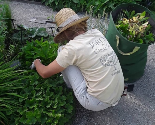 Séance jardinage dans le Jardin des Cinq Sens - Yvoire