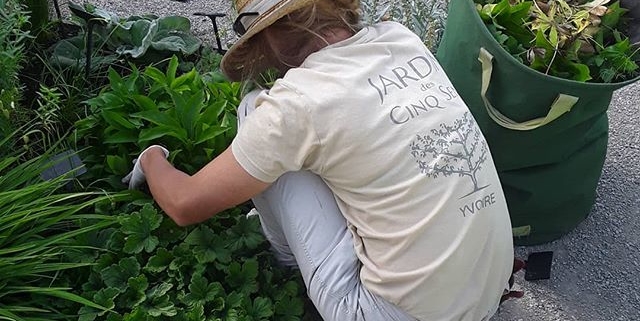 Séance jardinage dans le Jardin des Cinq Sens - Yvoire