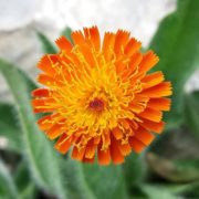 Fleur orange dans le Jardin des Cinq Sens - Yvoire