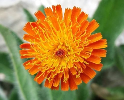 Fleur orange dans le Jardin des Cinq Sens - Yvoire