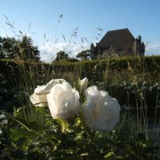 Rosier blanc dans le Jardin des Cinq Sens - Yvoire