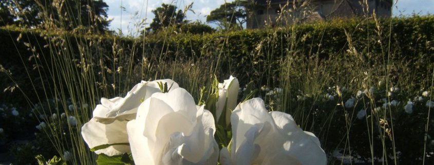 Rosier blanc dans le Jardin des Cinq Sens - Yvoire