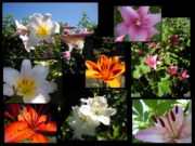 Lys en fleurs dans le Jardin des Cinq Sens à Yvoire