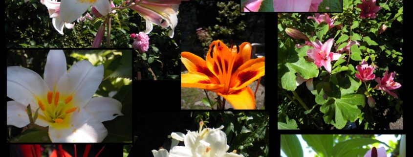 Lys en fleurs dans le Jardin des Cinq Sens à Yvoire