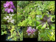 Pelargoniums odorants dans le Jardin des Cinq Sens d'Yvoire