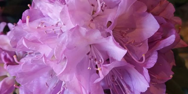 Rhododendron dans le Jardin des Cinq Sens - Yvoire