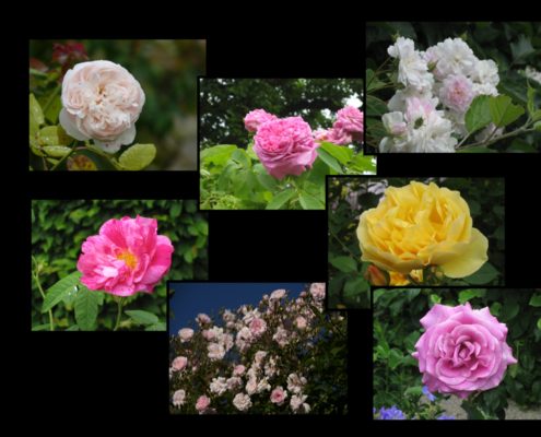 Roses en fleurs dans le Jardin des Cinq Sens d'Yvoire