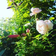Roses anciennes parfumées dans le Jardin des Cinq Sens - Yvoire