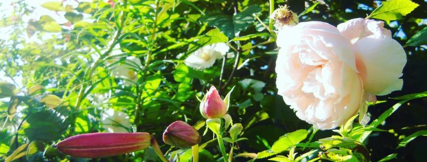 Roses anciennes parfumées dans le Jardin des Cinq Sens - Yvoire
