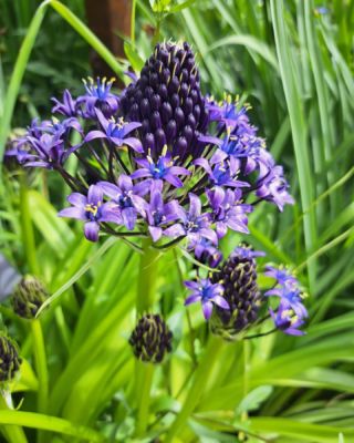 Planter les bulbes de tulipes, aulx d'ornement, narcisses et jacinthes ! -  Le Jardin des Cinq Sens - Yvoire