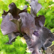 Iris à fleur noire dans le Jardin des Cinq Sens d'Yvoire