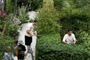 Les jardiniers taillents les haies de charmilles du Jardin des Cinq Sens - Yvoire