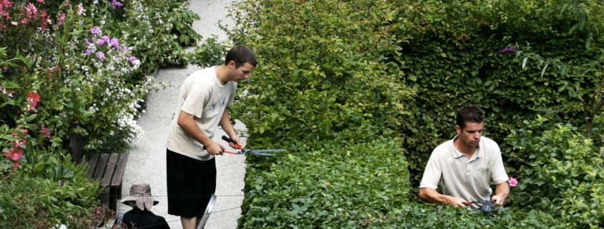 Les jardiniers taillents les haies de charmilles du Jardin des Cinq Sens - Yvoire